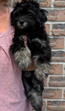 HAVANESE CKC PUPPIES - Photo 9