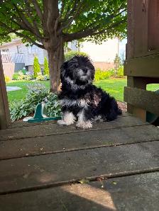 HAVANESE CKC PUPPIES - Photo 10