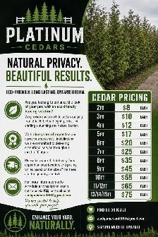 CHEAP EASTERN WHITE CEDARS FOR HEDGES