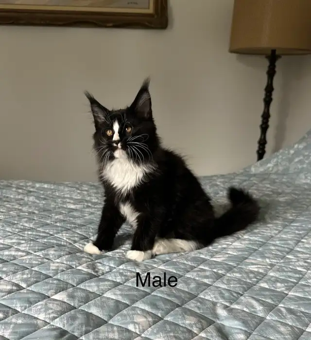 Maine Coon Kittens