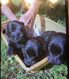 Scottish Terrier Puppies