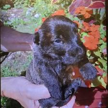 Scottish Terrier Puppies - Photo 2
