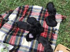 Scottish Terrier Puppies - Photo 3