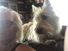 Scottish Terrier Puppies - Photo 4
