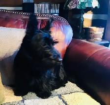 Scottish Terrier Puppies - Photo 5