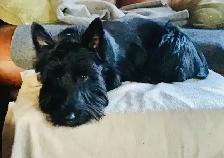Scottish Terrier Puppies - Photo 6