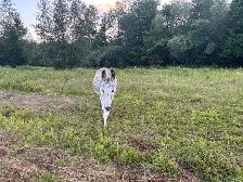 Dora l’Ânesse - Photo 2