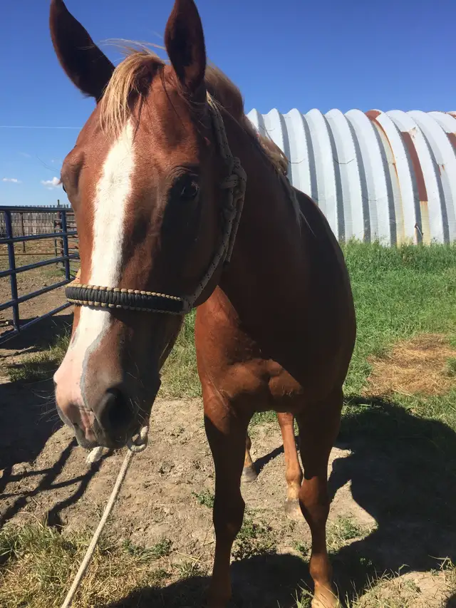 4 YEAR OLD 1/4 HORSE GELDING