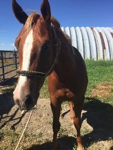 4 YEAR OLD 1/4 HORSE GELDING