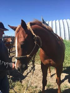 4 YEAR OLD 1/4 HORSE GELDING - Photo 2