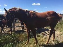 4 YEAR OLD 1/4 HORSE GELDING - Photo 3