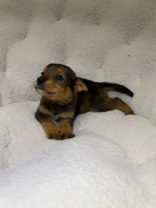 Dachshund x chihuahua puppies