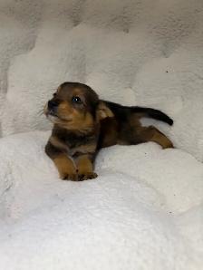 Dachshund x chihuahua puppies