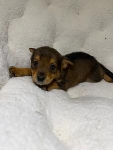 Dachshund x chihuahua puppies - Photo 2