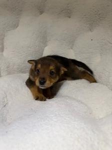 Dachshund x chihuahua puppies - Photo 3