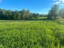 2026 First Cut Round Bales for Sale - Photo 3