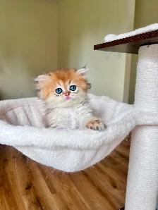 Golden British Longhair Boy/kitten with a sweet heart - Photo 7