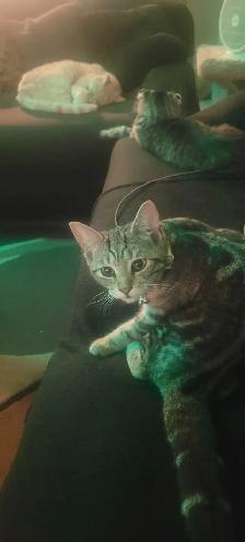 cute kitten tabby for sale mouse killer