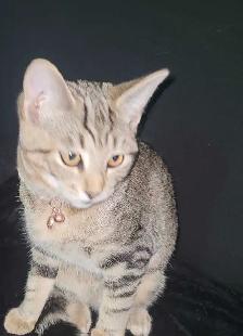 cute kitten tabby for sale mouse killer - Photo 2