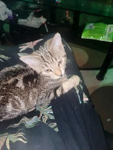 cute kitten tabby for sale mouse killer - Photo 3