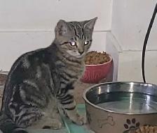 cute kitten tabby for sale mouse killer - Photo 4