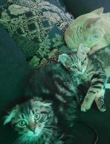 cute kitten tabby for sale mouse killer - Photo 5