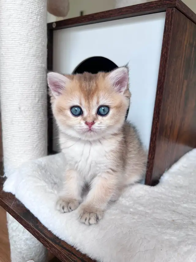 Golden British shorthair female kitten, turquoise eyes