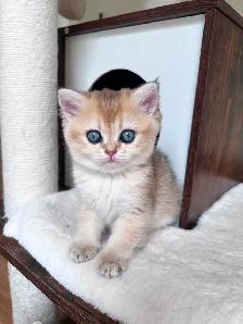 Golden British shorthair female kitten, turquoise eyes