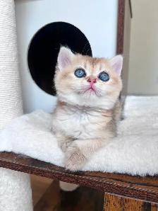 Golden British shorthair female kitten, turquoise eyes - Photo 3