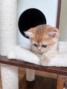 Golden British shorthair female kitten, turquoise eyes - Photo 4