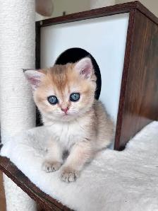 Golden British shorthair female kitten, turquoise eyes - Photo 6