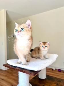 Golden British shorthair female kitten, turquoise eyes - Photo 7