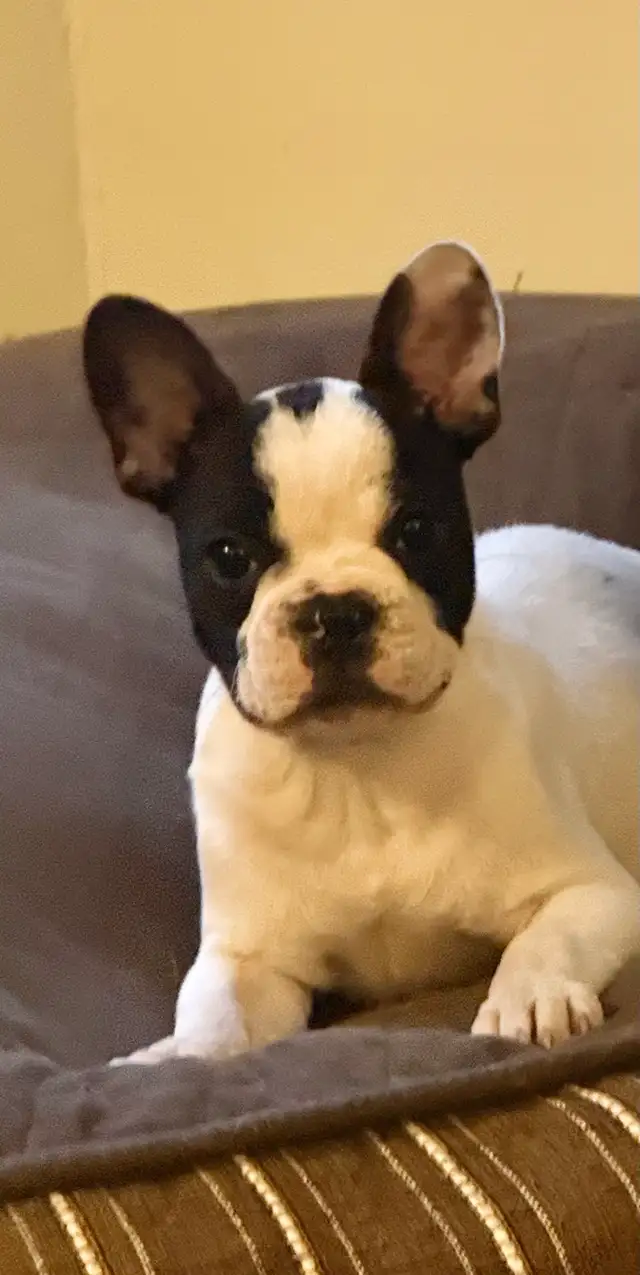 Frenchies  two beautiful female pups !
