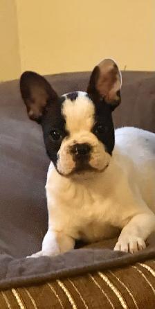 Frenchies  two beautiful female pups !