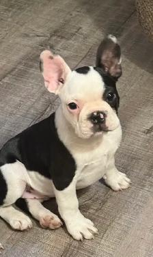 Frenchies  two beautiful female pups ! - Photo 2