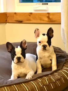 Frenchies  two beautiful female pups ! - Photo 3