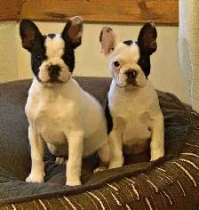 Frenchies  two beautiful female pups ! - Photo 4