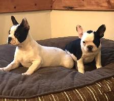 Frenchies  two beautiful female pups ! - Photo 5