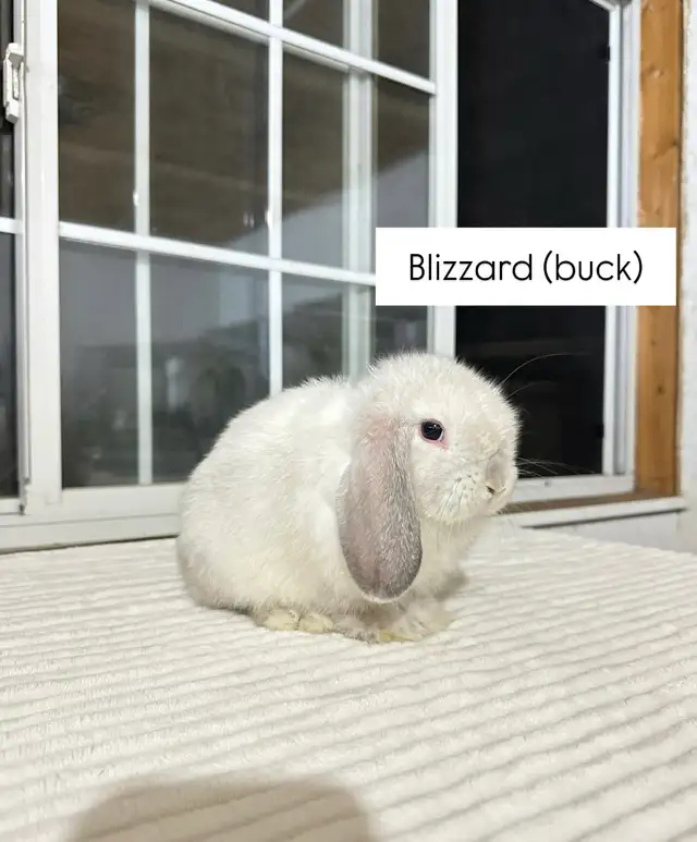 Adorable Holland Lop baby bunnies