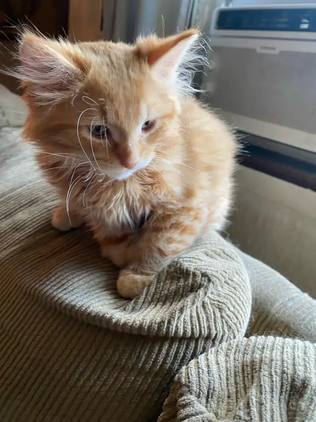 Main Coon and Tortoiseshell Kittens