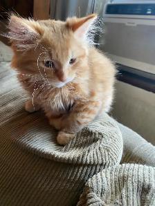 Main Coon and Tortoiseshell Kittens