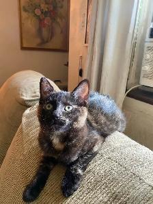 Main Coon and Tortoiseshell Kittens - Photo 2