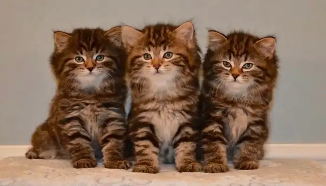 RARE AMERICAN BOBTAIL KITTENS
