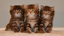 RARE AMERICAN BOBTAIL KITTENS