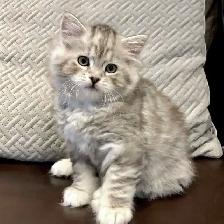 RARE AMERICAN BOBTAIL KITTENS - Photo 2