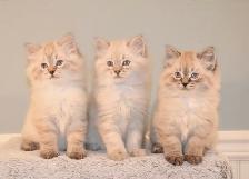 RARE AMERICAN BOBTAIL KITTENS - Photo 3