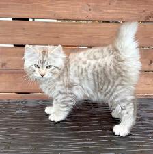 RARE AMERICAN BOBTAIL KITTENS - Photo 4