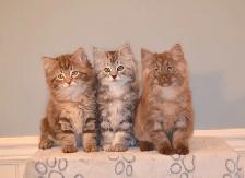 RARE AMERICAN BOBTAIL KITTENS - Photo 5