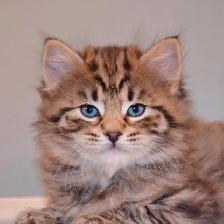 RARE AMERICAN BOBTAIL KITTENS - Photo 6