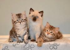 RARE AMERICAN BOBTAIL KITTENS - Photo 7